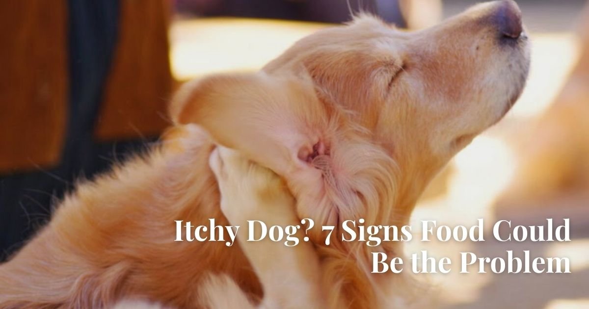Is It Just an Itch, or Something More? 7 Signs Your Dog Has a Food Allergy