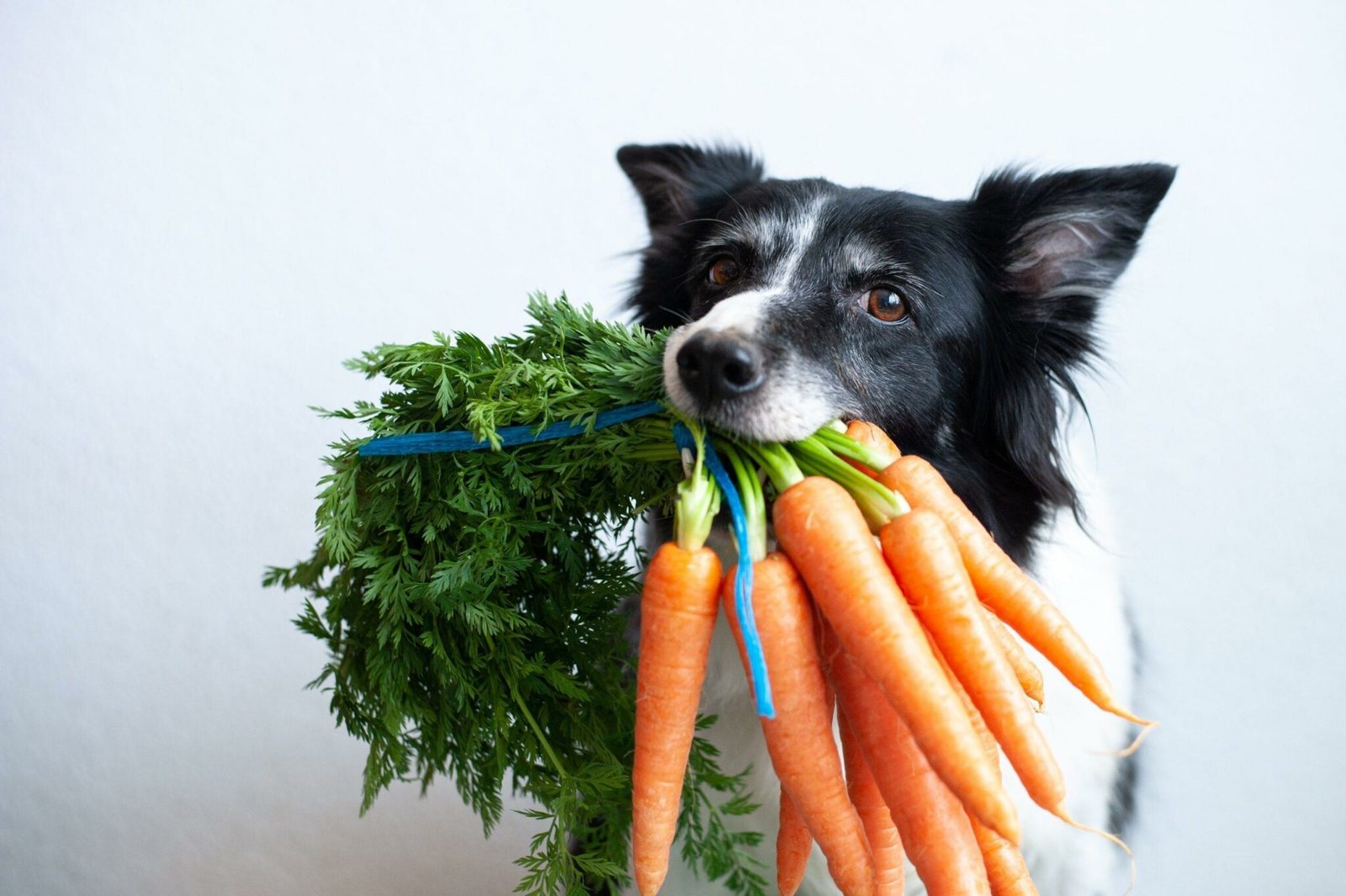 High-Fiber Foods for Dogs
