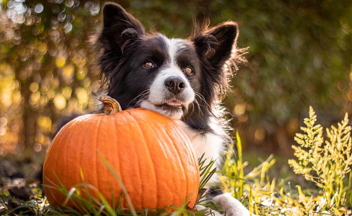 pumpkin for dogs
