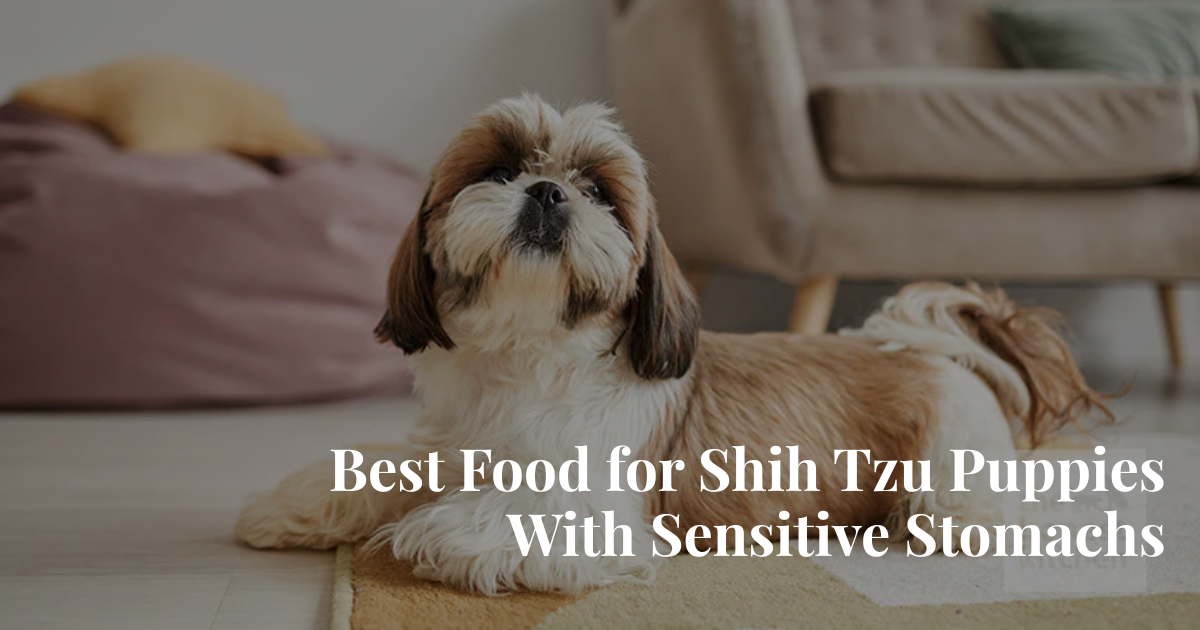 Best Food for Shih Tzu Puppies With Sensitive Stomachs