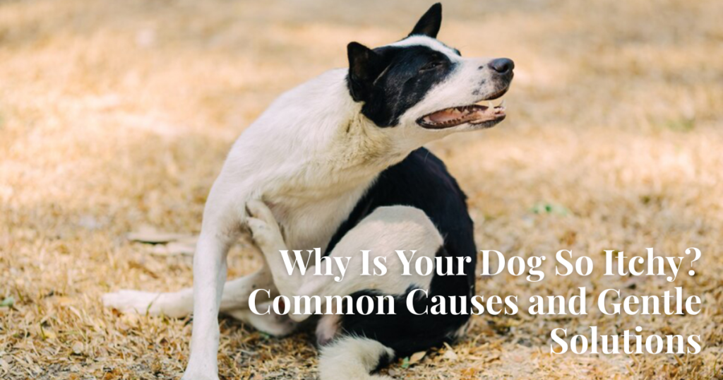 Why Your Dog Is Itchy