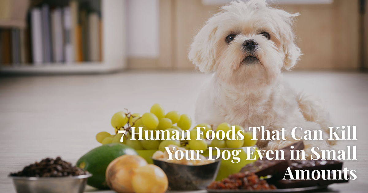 7 Human Foods That Can Kill Your Dog Even in Small Amounts
