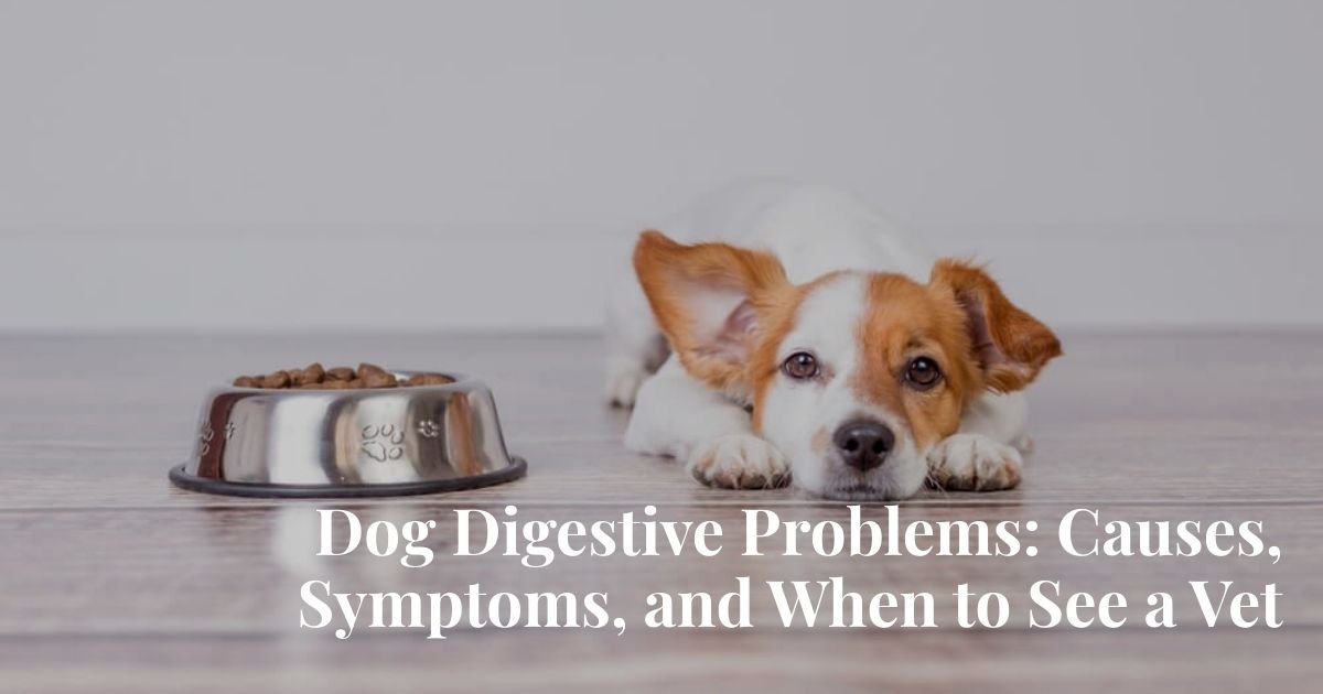 Common Digestive Problems in Dogs and How to Treat Them