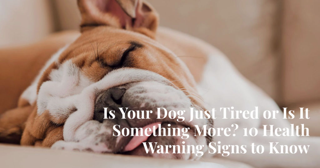 10 dog health issues