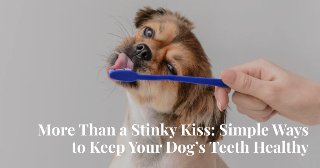 dog dental care routine