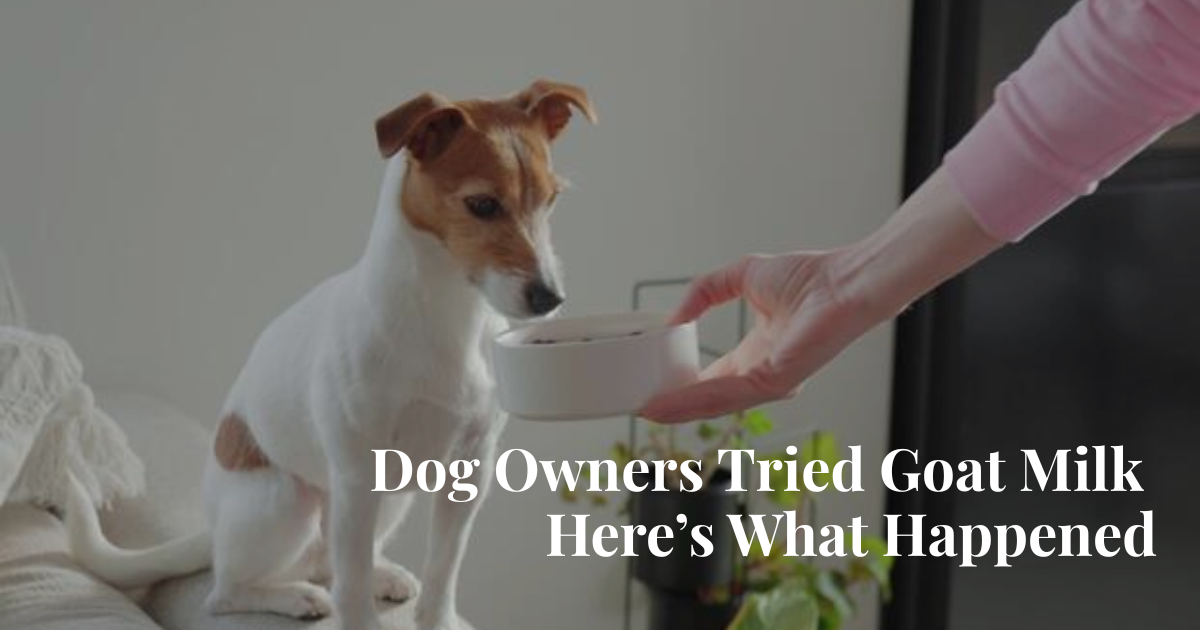 Goat Milk for Dogs: What Real Pet Owners Are Actually Saying