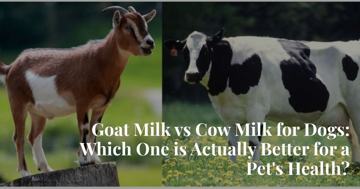 Goat Milk vs Cow Milk for Dogs: Which One is Actually Better for a Pet’s Health?