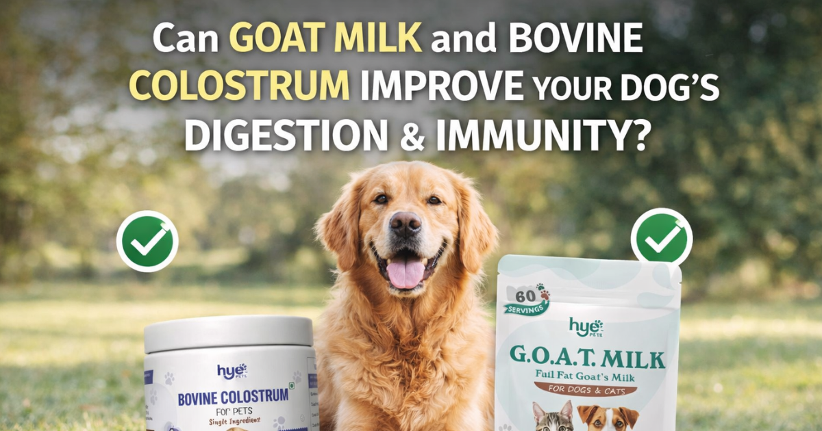 A Simple Daily Approach to Supporting Your Dog’s Digestion and Immunity Naturally