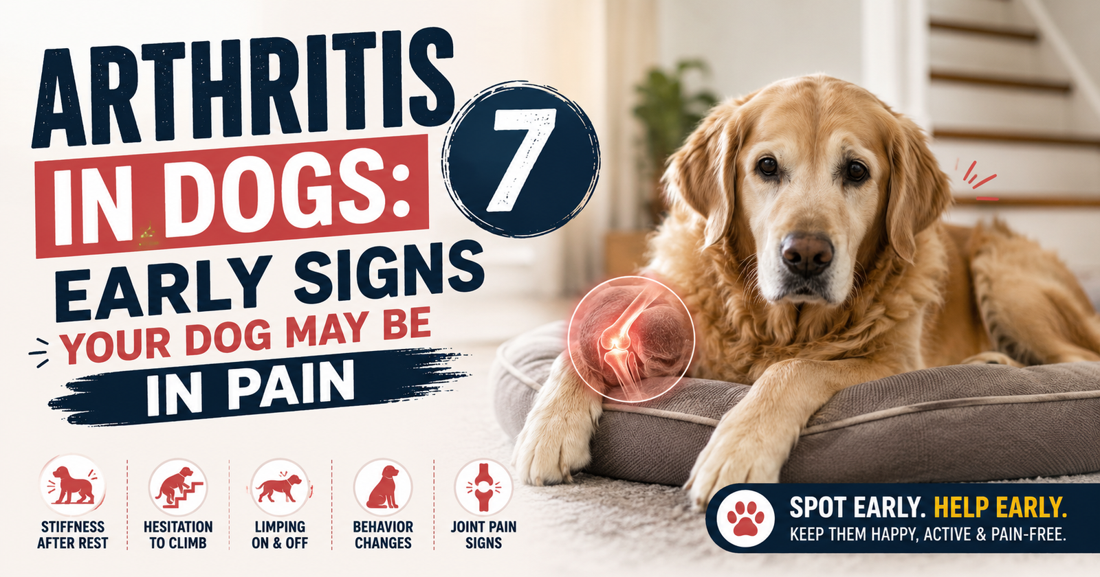 Arthritis in Dogs: 7 Early Signs Your Dog May Be in Pain