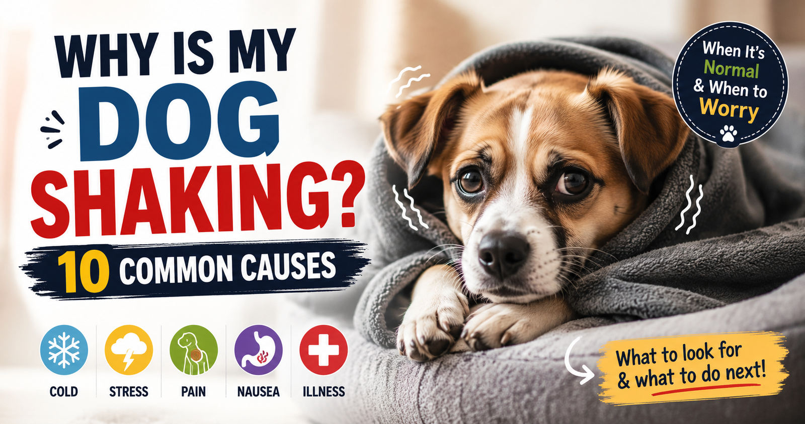 Why Is My Dog Shaking? 10 Common Causes & When You Should Worry