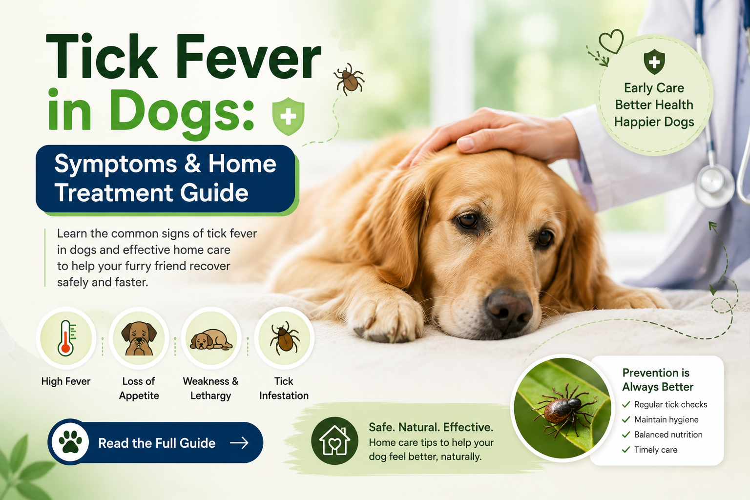 Tick Fever in Dogs: Symptoms, Care & Home Treatment Guide