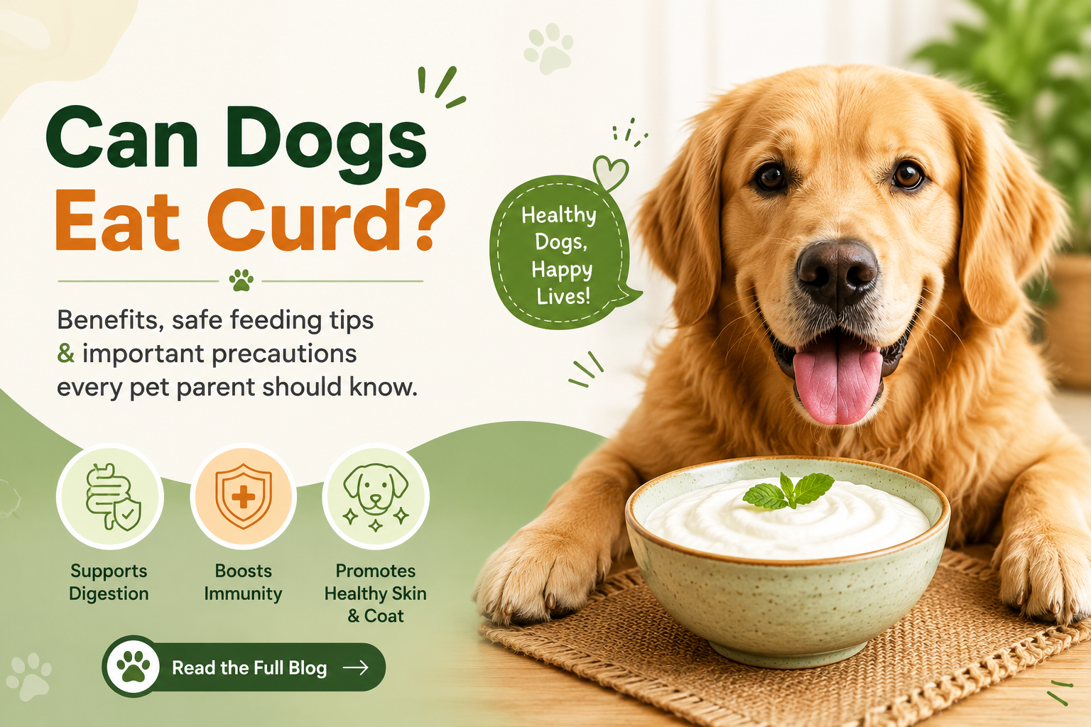 Can Dogs Eat Curd? Benefits, Safe Feeding Tips & Precautions
